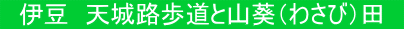 伊豆 天城路歩道と山葵(わさび)田